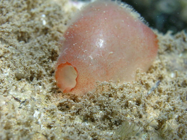 Primera agrupación neuronal