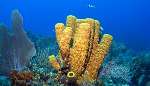 Primeras respuestas nerviosas