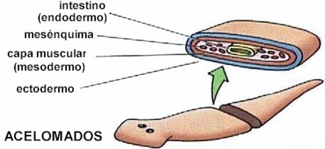 Primera red neuronal
