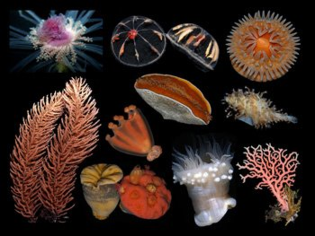 Tipos de sistemas nerviosos desde el inicio en la tierra...