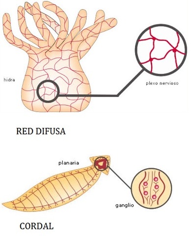 Tipos de sistema nerviosos primitivos