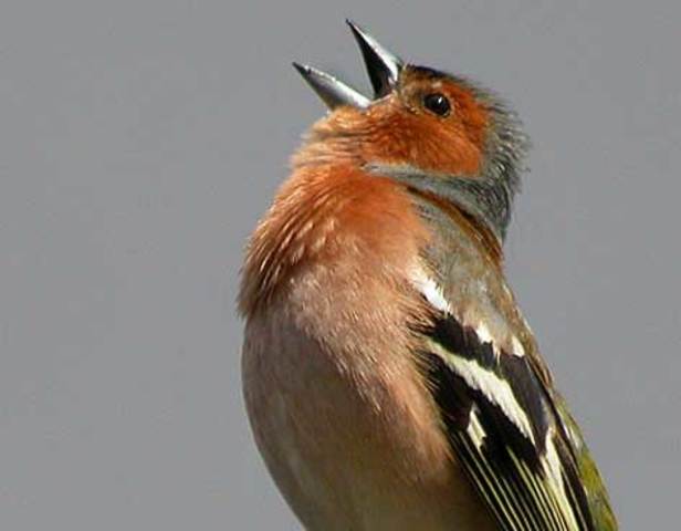 Primer acto comunicativo?