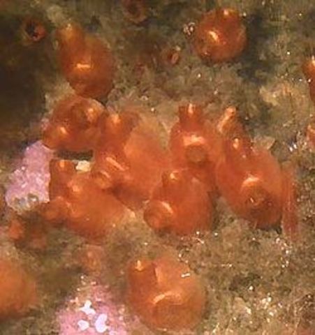 Primer agrupación neuronal