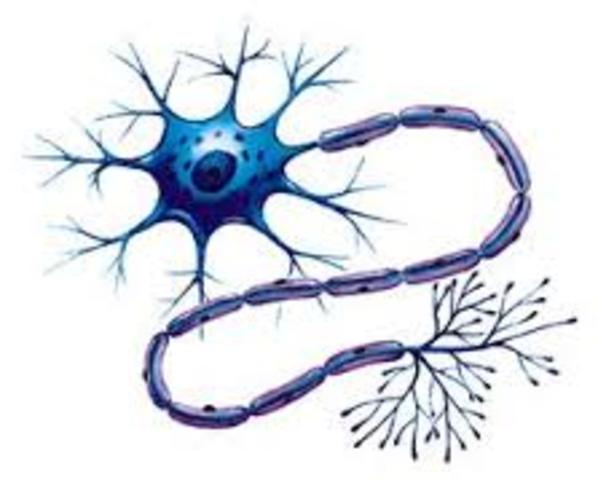 Desarrollo del Sistema Nervoso