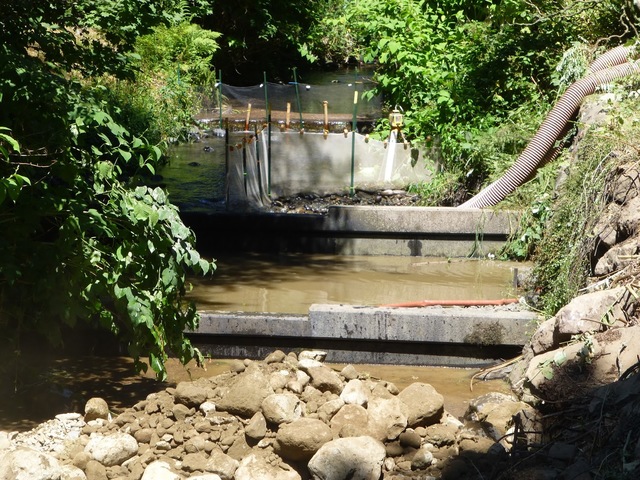 Original timber piles are capped by concrete