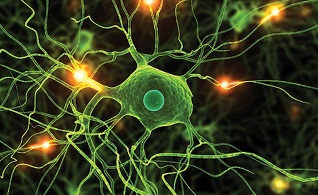 Comunicación entre células gliales