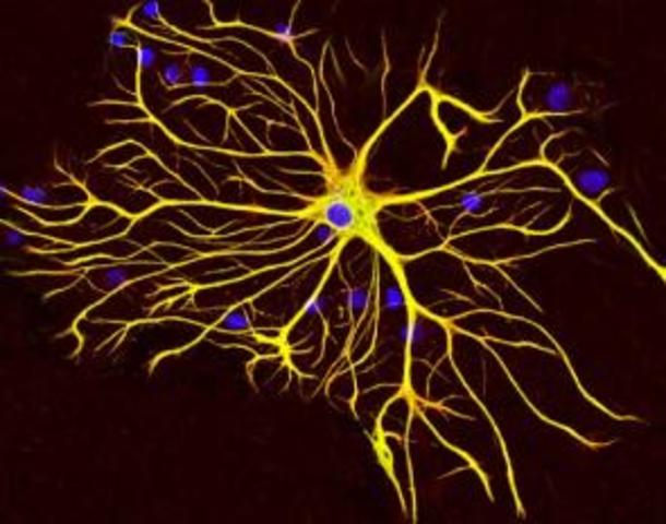 Células Neuróglicas