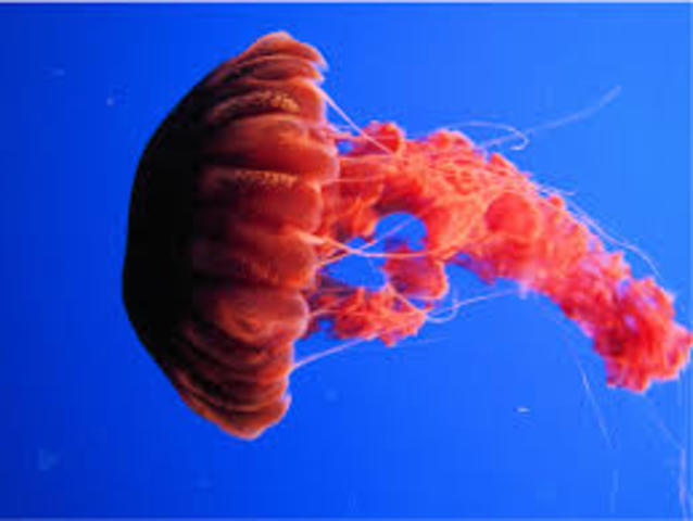 Surgimiento del sistema nervioso