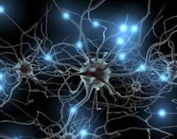 Surgimiento de la primera agrupación neuronal