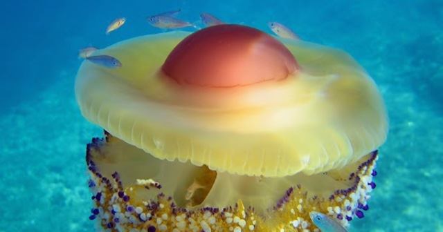 Tipos de organizaciones nerviosas