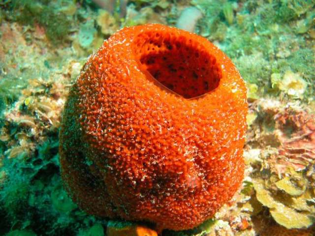 surgimiento del sistema nervioso