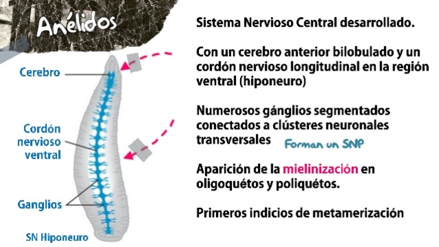 sistema nervioso hiponeuro