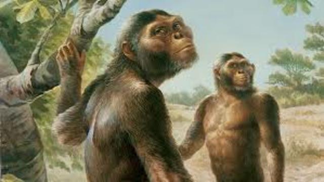 Australopitecos (Hominido)