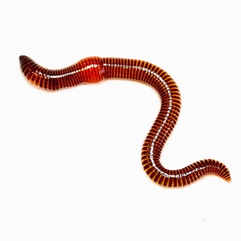 El surgimiento de la primera agrupación neuronal