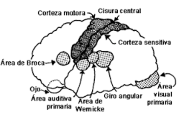 tipos de organización nerviosa
