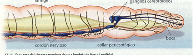 Surgimiento del primer Cerebro