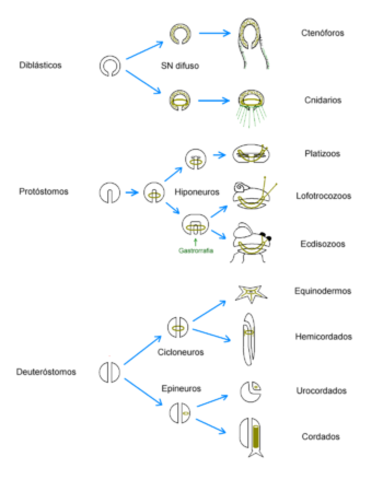 APARICION TIPOS DE ORGANIZACION NERVIOSA