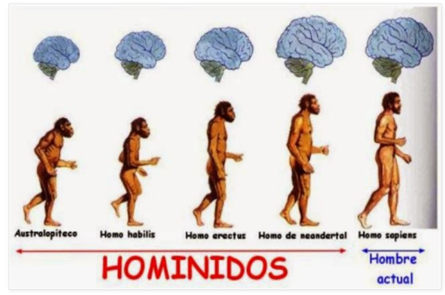 EL SURGIMIENTO DE LOS HOMINIDOS Y DE LAS CARACTERISTICAS UNICAS DE SU CEREBRO