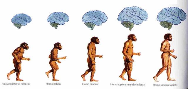 El Humano Actual (cerebro actual)