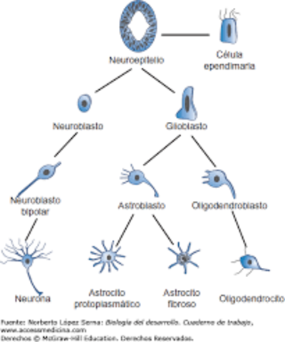 surge la primera celula neuroepitelial