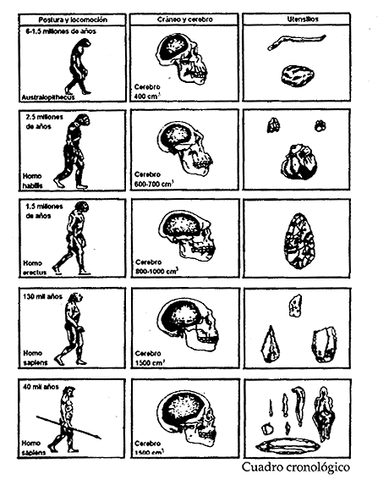 Origen de los homínidos y de las factores de su cerebro