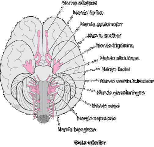 Tipos de organización nerviosa