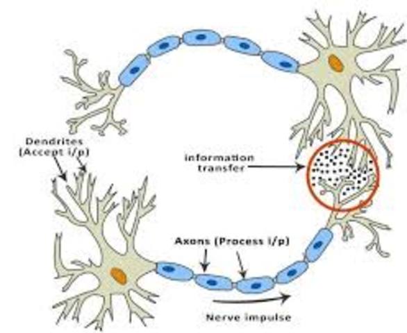 El Origen de la primera agrupación neuronal