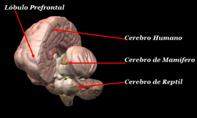 Encuentro del primer cerebro