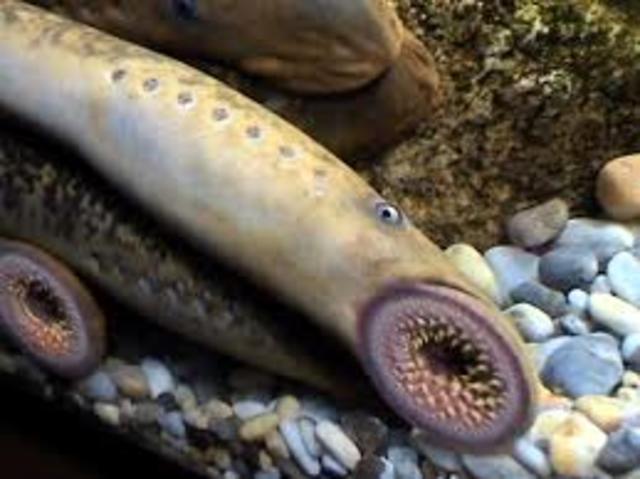 aparecen los  hiperoartios o lampreas