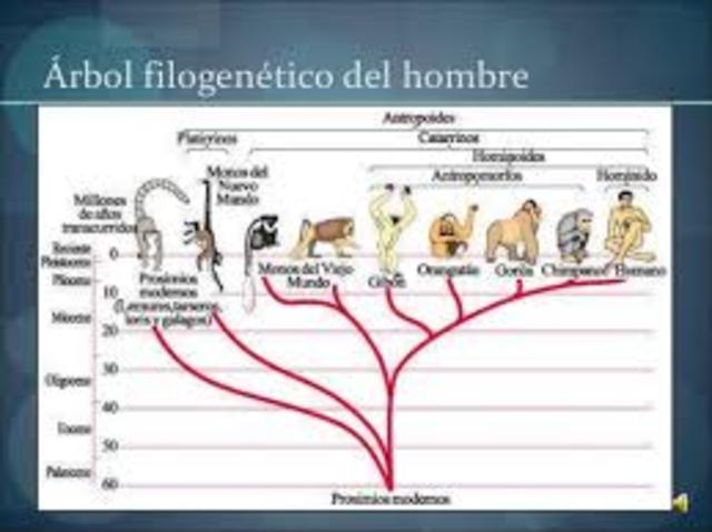 filogenia del sistema nervioso
