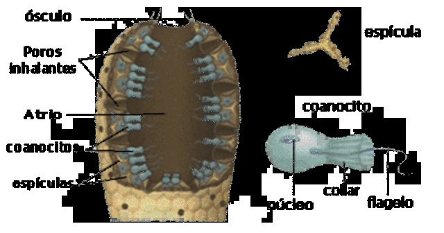 surgimiento del sistema nervioso