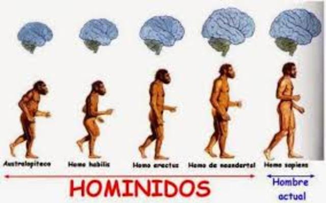 aparecen los primeros hominidos