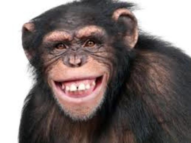 aparece el chimpace