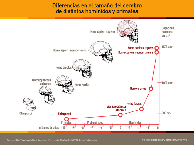 aumento de tamaño a lo largo del tiempo