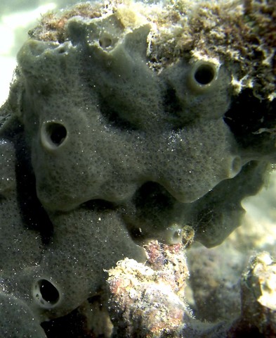 El surgimiento del sistema nervioso