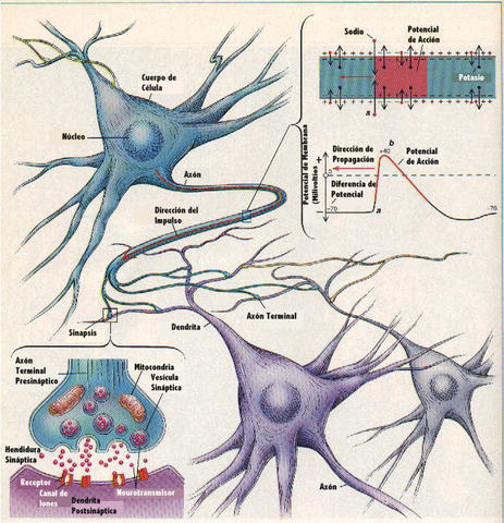 Primer grupo neuronal