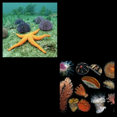 Agrupaciones nerviosas