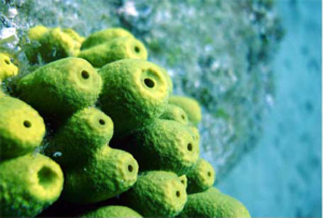 Origen del sistema nervioso