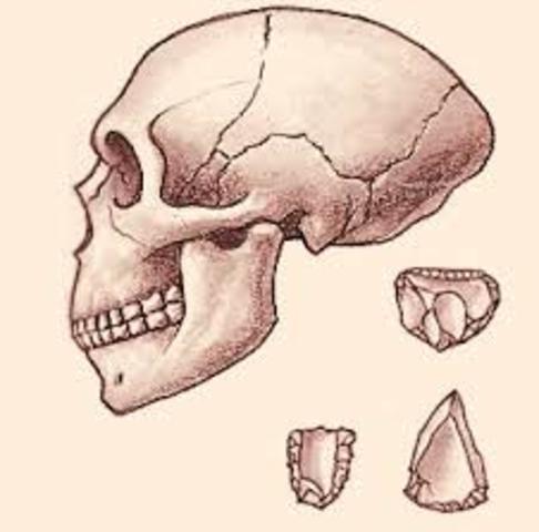 Homo Sapiens Nandearthalensis