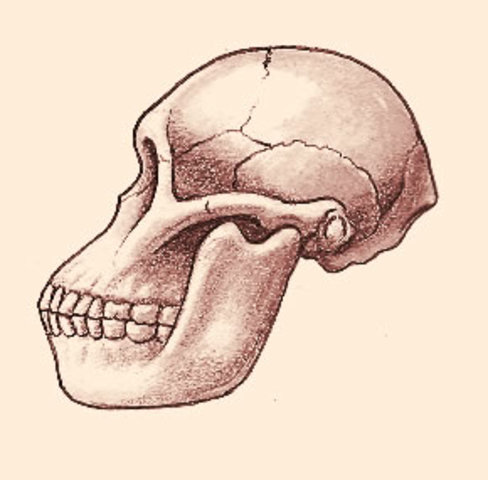Hominido australo pithecus
