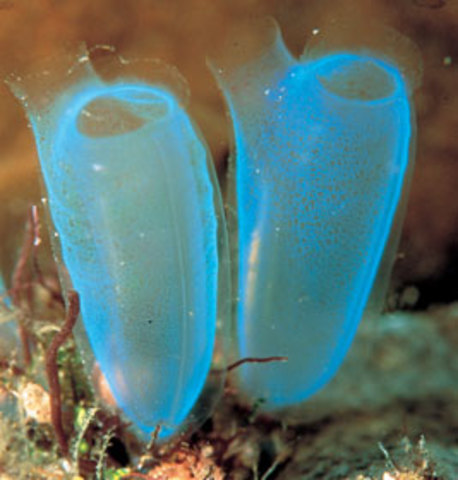 Origen de las neuronas