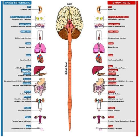 Sistema nervioso periférico