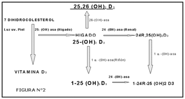 Primer síntesis de Vitamina D