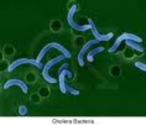 Cholera