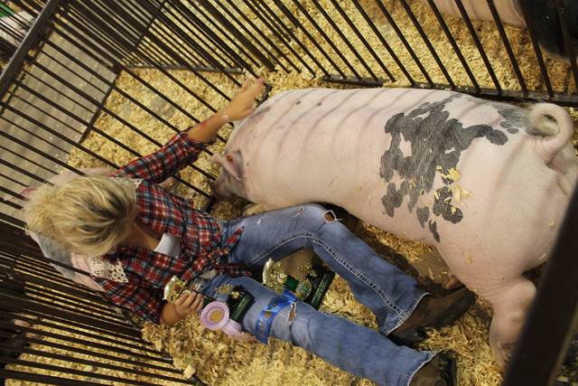 Reserve Champion Market Hog