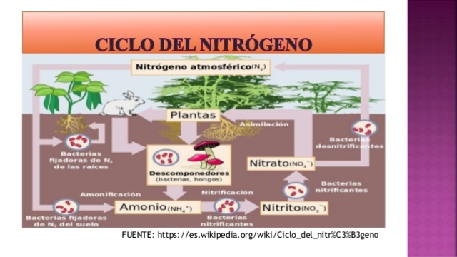 Procesos de nitrificación- Vinogradski