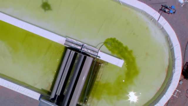 Algae biofuel