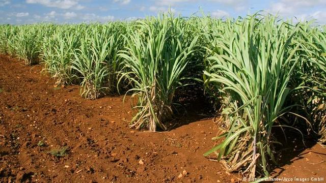 Bio Organic Gas News