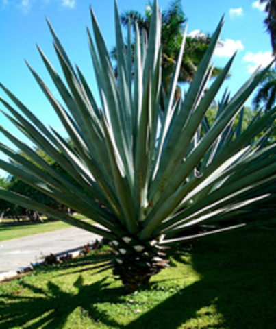 Auge de la industria del Henequén (1880-1918)