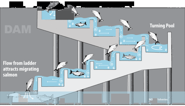 The Weir was a Big Obstacle for Fish and a Fish Ladder was Made